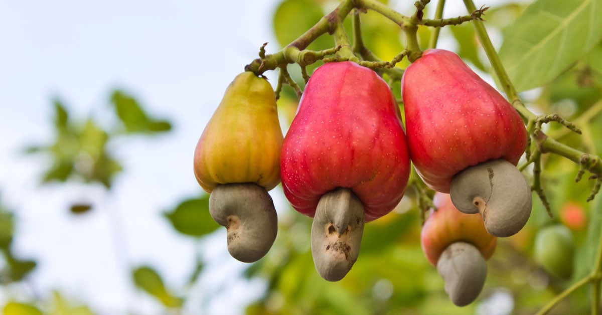 Noix de cajou du Burkina Faso