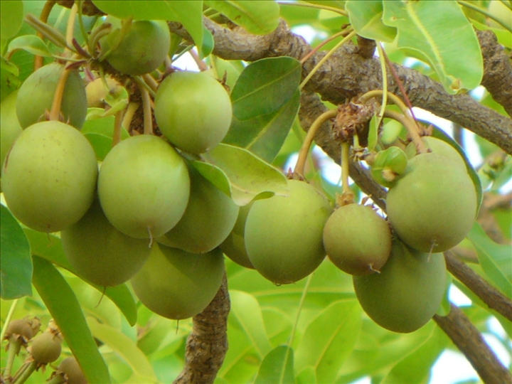 Beurre de karité du Burkina Faso
