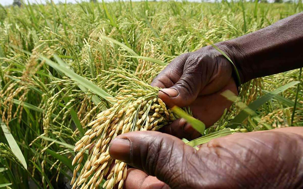 Riz du Burkina Faso