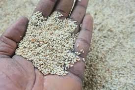 Sésame blanc du Burkina Faso